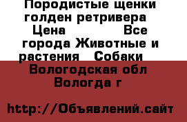 Породистые щенки голден ретривера › Цена ­ 25 000 - Все города Животные и растения » Собаки   . Вологодская обл.,Вологда г.